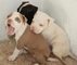 3pitbull cachorros para regalo