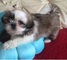Ad orable joven macho y hembra shih tzu cachorros