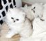 Adorable 10 weeks persian kitten para la venta