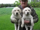 Adorable labrador cachorros