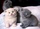 Adorables gatitos pliegue escoceses para la venta