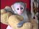 Amigables monos capuchinos para adopción