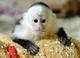 Bebé capuchino monos para su adopción - Foto 1