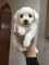 Bichon frise maltese pura raza - Foto 1