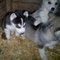 Blue Eyes Siberian Husky cachorros - Foto 1