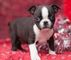 Boston terrier con dos meses machos y hembra