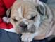 Bulldog Ingles Perros - Foto 1