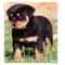 Cachorros alemanes impresionantes rottweiler