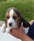 Cachorros de beagle hermosa