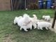 Cachorros impresionantes de bichon para la venta