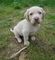 Cachorros labrador para su familia