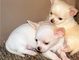 Criadero y tienda exclusiva puppydiamond chihuahua toy mini - Foto 1