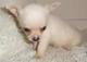 Criadero y tienda exclusiva puppydiamond chihuahua toy mini - Foto 2