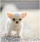 Cute cachorros de Chihuahua - Foto 1