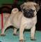 Expectacular Cachorros Carlino de Pug - Foto 1