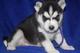 Exquisito husky para adop - Foto 1