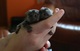 Finger Monos tití para adopción - Foto 2