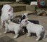 French bulldogs para la venta