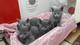 Gatitos azul ruso nacidos el 30 de mayo