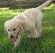 Golden retriever cachorros - Foto 1