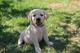 Gratis cachorros labrador en adopcion