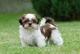 Gratis cachorros shiht tzu en adopcion - Foto 1