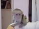 Gratis Capuchin mono disponible - Foto 1