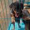 Hermoso AKC Reg masculino y femenino Rottweiler - Foto 1