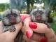 Hermoso bebé monos de jabalí para su adopción 200euros