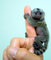 Hermoso bebé monos de jabalí para su adopción