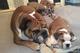 Hermoso bulldog inglés cachorros, - Foto 1