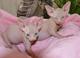 Hermoso macho y hembra sphynx gatitos