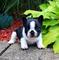 Hermosos cachorros de bulldog francés para su adopción