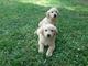 Hermosos golden retriever cachorros - Foto 1