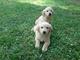 Hermosos golden retriever cachorros