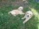 Hermosos golden retriever cachorros - Foto 2