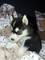 Husky siberiano cachorros de raza puras - Foto 2