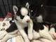 Husky Siberiano Cachorros pura raza - Foto 1