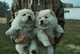 Kc reg chow chow cachorros