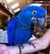 Los loros macaw macho y hembra