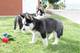 Macho y hembra camada husky siberiano para adopción