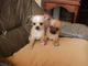 Mini juguete Chihuahua cachorros - Aguilar de Segarra - Foto 1