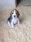 Miniature Beagle cachorros en adop - Foto 1