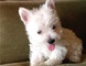 Miniature westy hightland Terrier cachorros - Foto 1