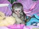 Mono lindo del capuchin de la hembra