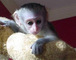 Monos capuchinos para casas nuevas!