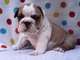 Preciosa camada de bulldog ingles