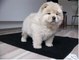 Preciosa camada de chow chow