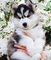 Regalo adorable camada alaskan malamute