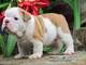 Regalo bien entrenado cachorros bulldog Inglés para su adopción - Foto 1